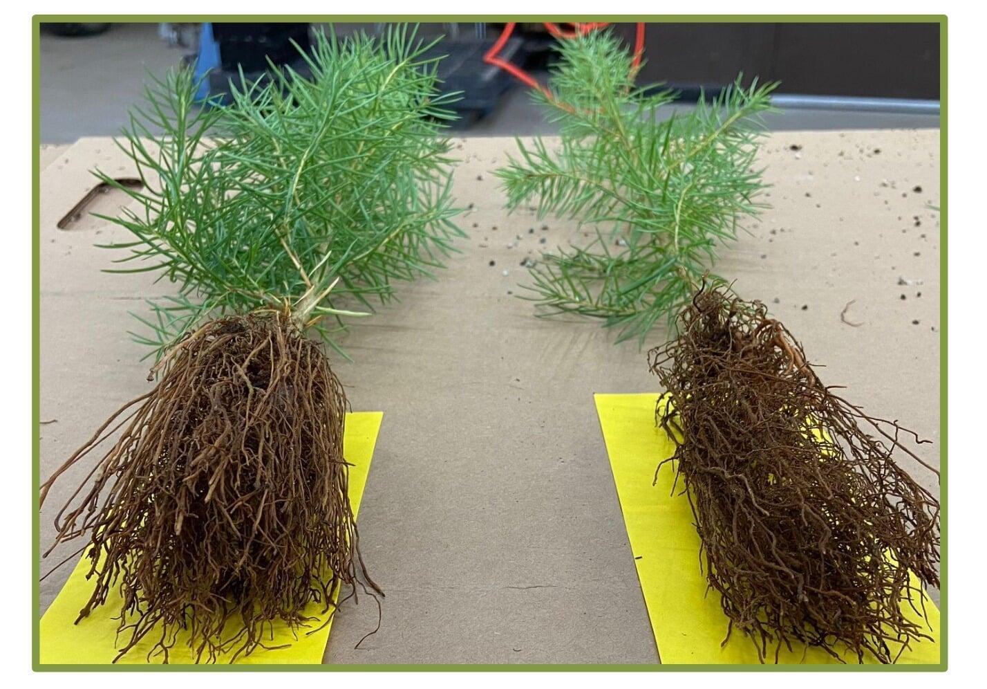 Ellepots grown in AirTray Technology