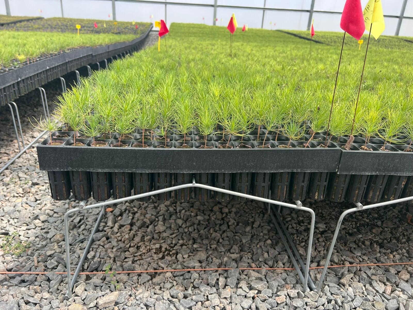 Rapid Reforestation Using AirTray Technology