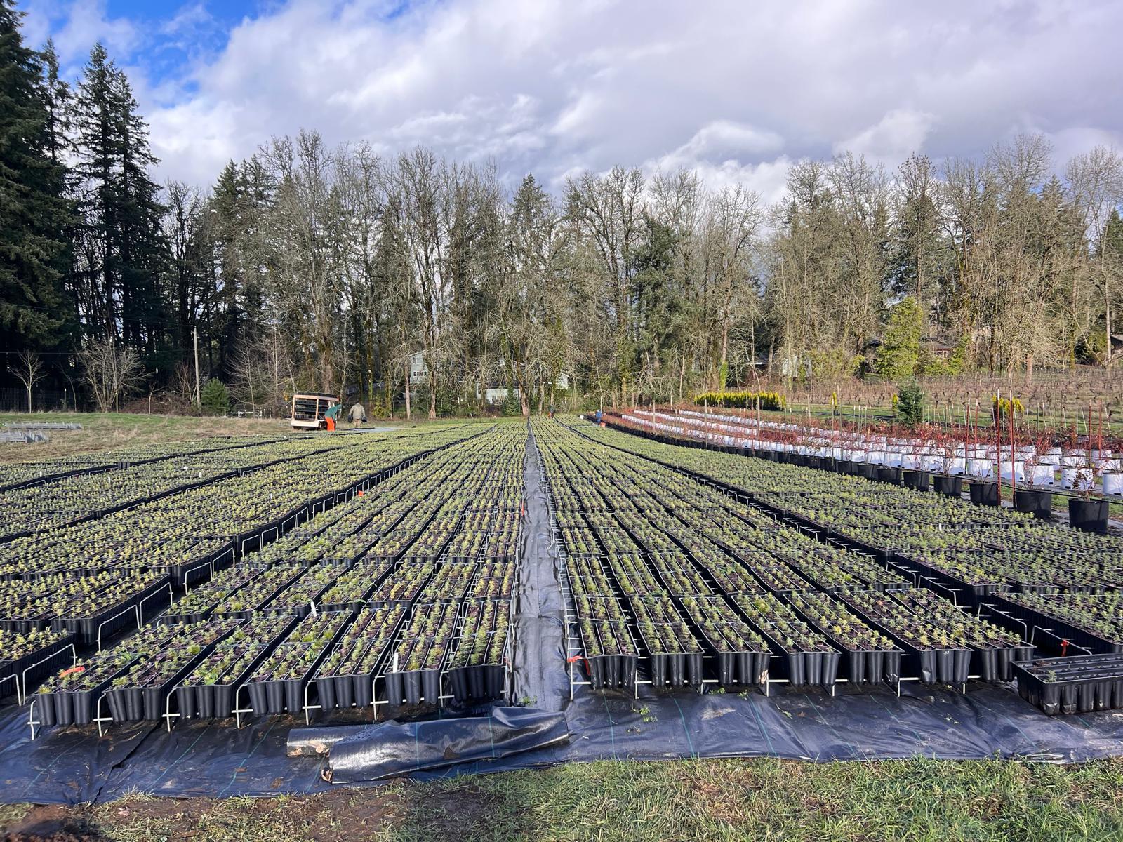 Nursery Location Details